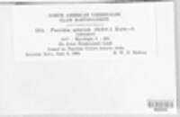 Puccinia asterum image